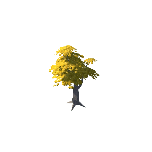 Maple Tree Yellow Mid 06